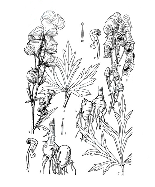 Natural compounds from  Aconitum carmichaelii